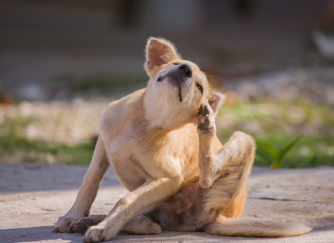 Dog shampoo to help with 2024 itchy skin