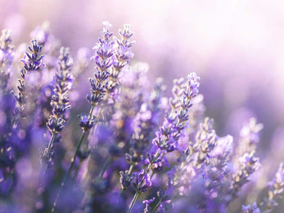 lavender field