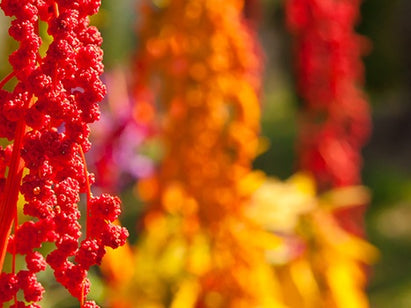 quinoa in gluten free shampoo