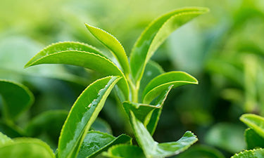 image of green tea, used in fragrance free shampoo