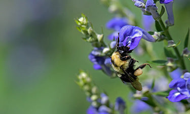 banner for natural skin care category with bee on blue flower