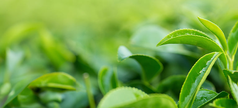 banner for natural concealer category featuring green leaves