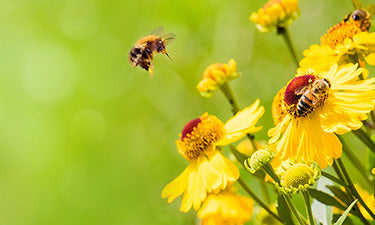 banner for organic baby lotion category featuring bee hovering over yellow flower