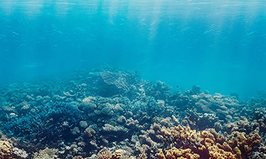 banner for reef-safe sunscreen category featuring coral reef